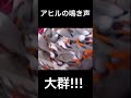 【爆笑】アヒルの大群が鳴く！ shorts