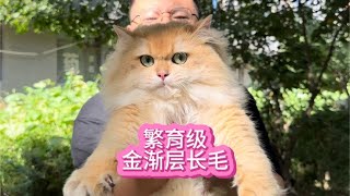 繁育级的金渐层长毛，猫饭子为啥这么自信敢打赌呢？~我与猫的故事【大熊玩猫】