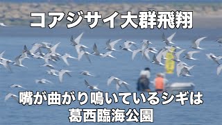 コアジサシ大群飛翔 葛西臨海公園の野鳥