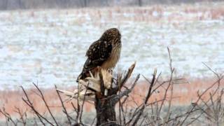 Short-Eared Owl 300