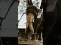 ഒളരി ആന കുട്ടി ❤️🔥 kerala popular elephants whatsapp status full screen