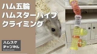 超速！ハムスターパイプを猛スピードで駆け上がるハムスター #ハム五輪 #Shorts【ジャンガリアンハムスター】