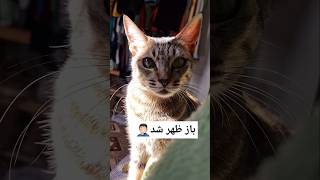 ممنونم که گربهارو لایک سابسکرایب میکنید🙏🏻😻 #با_حیوانات_مهربان_باشیم #catlover #funny #pets #shorts