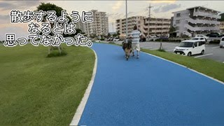 【超大型犬】　初めての散歩　Leonberger　レオンベルガー