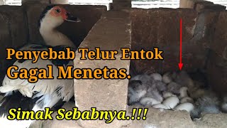 Faktor Penyebab Telur Entok Gagal Menetas