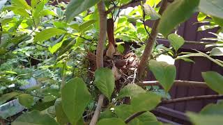 Northern Cardinal singing in the nest (北美紅雀築巢歡唱）