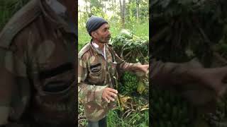 ZBNF Banana cultivation / ನೈಸರ್ಗಿಕವಾಗಿ ಬಾಳೆ ಬೇಸಾಯ