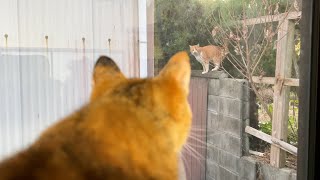 お外に見知らぬ猫が…！子ども猫が謎の行動をしながら釘付けになってしまいました(笑)