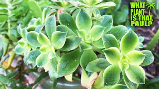 Aeonium haworthii 'Kiwi' is a compact cultivar with succulent yellow-green leaves edged with red.