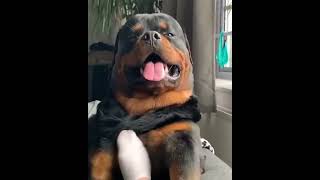 Big Rottweiler enjoying massage!