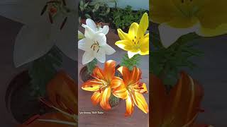 Asiatic Lily