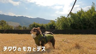 Daytime stroll with Mocha / Chihuahua dog who lives for walking