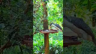 බලන්න මෙයා බත්කන විදිහ🙂🙃srilanka hornbill birds#hornbill#