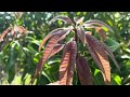 new variety of mango flowering