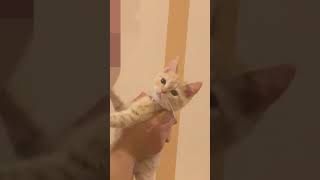 飼い主のキスを全力で拒否する子猫 #shorts/ Kitten refusing to kiss from its owner