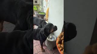 训练Happy的服从性       #pets #rottweiler #animals #funny #萌寵 #doglove #狗狗#罗威纳#训练