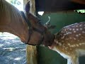 deer bath