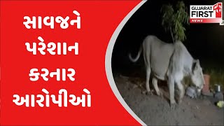 પજવણી: આખરે ક્યારે અટકશે ગીરના સાવજની હેરાનગતિ? | Gujarat First