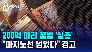 200억 마리 꿀벌 실종…