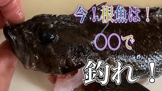 【穴釣り必見】根魚の胃袋からあれが丸々3匹！