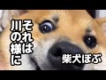 柴犬ボブ のダム決壊！ #柴犬ロック