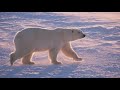 polar bear sounds