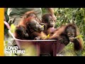 Rescued Baby Orangutans Exploring The World | Love Nature