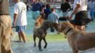 Pooch Plunge 2006 (extended version)