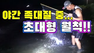 비온뒤 야간 족대질중 현지들도 처음보는 초대물 잡았다 !!/After the rain, I caught a big fish that I had never seen before.