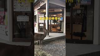 東大寺前食堂開店準備中。鹿が集まる。　#shots   #奈良公園  #奈良の鹿　#deer