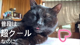 舌をしまい忘れた挙句その舌が逆ハートになっちゃう猫に萌え♡ Heart shaped tongue