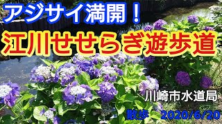 アジサイ満開　江川せせらぎ遊歩道（川崎市上下水道局)