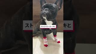 犬の靴下Skitter新柄発売　#shorts