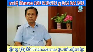 ផ្សិតល្អ ទ្រីកូឌឺម៉ា | Trichoderma