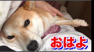 柴犬ハナ 朝起きると、そこに天使がいました。-- When I wake up in the morning, Shiba lying.