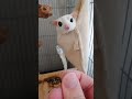 食べ方もそれぞれ　 shorts ペット 小動物 フクロモモンガ フクモモ