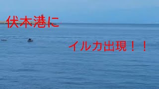 伏木港にイルカ出現！！