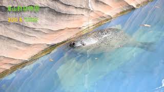 【東山動植物園公式】ゴマすけの息継ぎ《 ゴマフアザラシ　アザラシ 》