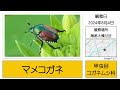 土岐川の自然　【 岐阜県多治見市　土岐川の自然・水辺につどう生き物たち　2024年8月 】