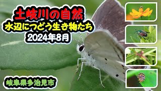 土岐川の自然　【 岐阜県多治見市　土岐川の自然・水辺につどう生き物たち　2024年8月 】