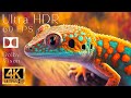 4K HDR 120fps Dolby Vision with Animal Sounds (Colorfully Dynamic) #28