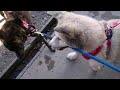 秋田犬 vs 甲斐犬 05 akita dog vs kai ken