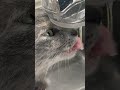 蛇口からダイレクトに水を飲む猫　cat with water directly from the faucet cat ねこ shorts