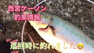 朝タチウオ狙えます！西宮ケーソンfishingmax武庫川店