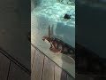 ウミガメ ~なかがわ水遊園~