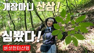 심마니도 인정한 시골 개장마니 여자 약초꾼 산삼 만났습니다! 버섯 산행 중 너덜 지역 대박 산삼 인생 역전! 심마니 약초꾼의 리얼 야생 진짜 방송! Country life