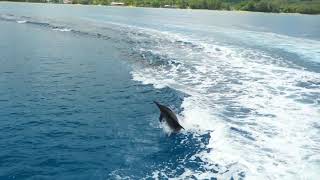 Agat Dolphins with Fish Eye MP by TIM ROCK