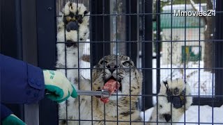 Snow Leopard〜ユキヒョウガイド　お正月特別メニューのプレゼント