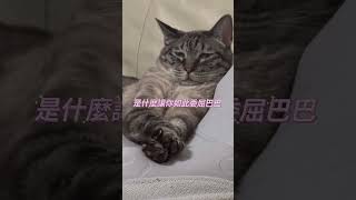 委屈小貓咪 #貓 #cat