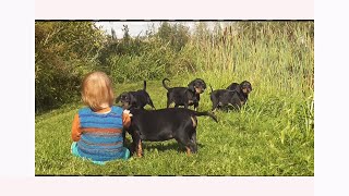 Austieja - Mėsliu Karalius. Lietuvių skalikų šuniukai/Lithuanian Hound Puppies